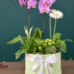 Aranjament cu plante ” Pink Orchid„