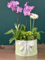 aranjament mixt de plante cu orhidee in cutie rotunda de carton