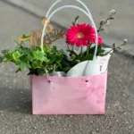 cosulet cu plantre de camera gerbera si iedera