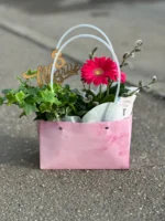 cosulet cu plantre de camera gerbera si iedera